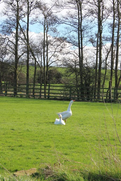 Bective Mill B&B Kilmessan Dış mekan fotoğraf